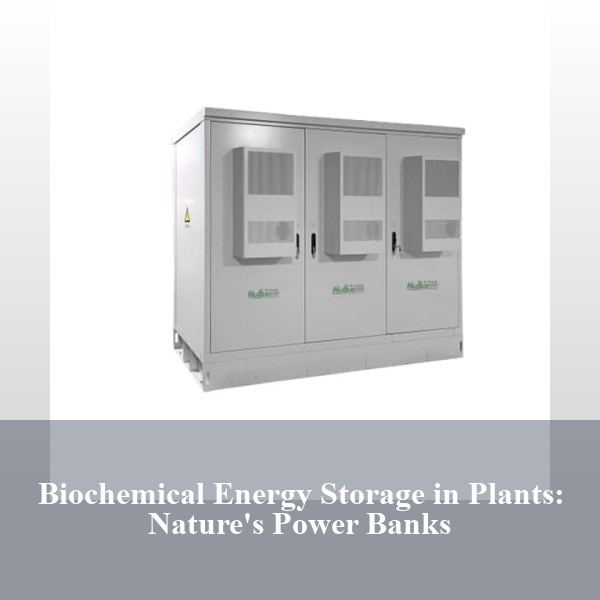 Biochemical Energy Storage in Plants: Nature's Power Banks